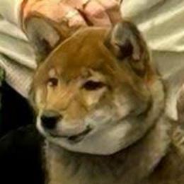 Winnie - Shiba Inu