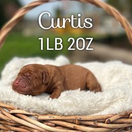 Curtis - Yellow male Labrador Retriever puppy in Puyallup, Washington from 12 Door Farm Labradors
