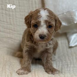 Kip - Red  male Goldendoodle puppy in Estesburg, Kentucky from Wet Goldendoodle Kisses