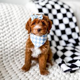 Nico Robin - Red  female Goldendoodle puppy in Springville, Utah from Happy Doodle