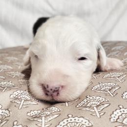 Tan collar - Gray and white male Old English Sheepdog puppy in Smallett, Missouri from Chasin Angus Sheepdogs