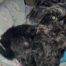 Siberian Huskies and Yorkshire Terriers from Jays House of Paws