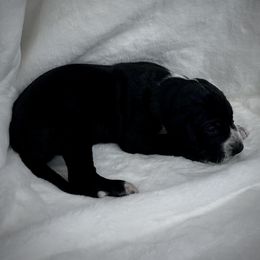 Brown - Black and white male Great Dane puppy in Aspers, Pennsylvania from Elja Danes