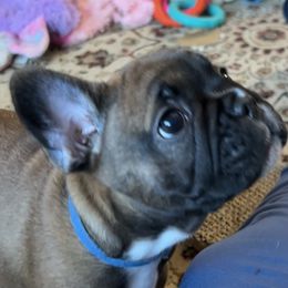 French Bulldog Puppies from Fishie's Frenchies