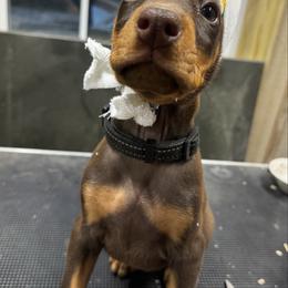 Black - Red and rust female Doberman Pinscher puppy in Medina, Tennessee from Valorosa Doberman Kennel