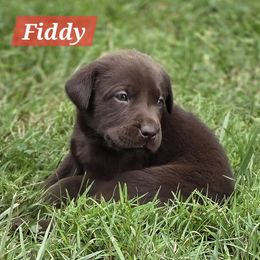 Fiddy - Chocolate male Labrador Retriever puppy in Caledonia, Ohio from 7Cs Labs