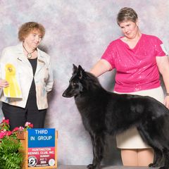 Justy - Belgian Sheepdog