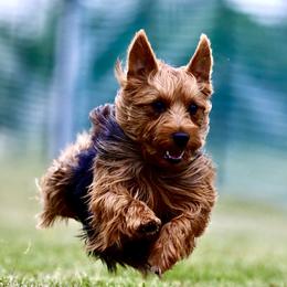 Zero - Australian Terrier