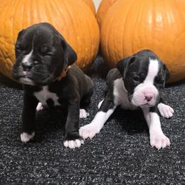 Boxer puppies from Karen Marr