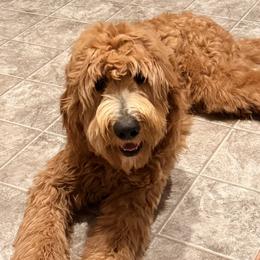 Goldendoodles from M&C Village Goldendoodles