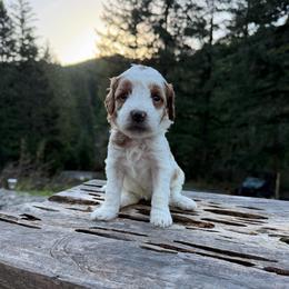 Astrid - Parti female Goldendoodle puppy in Roseburg, Oregon from Dbos Furry Friends