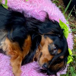 Bernedoodles, Dachshunds, and Poodles from Chocolate Pet Connection