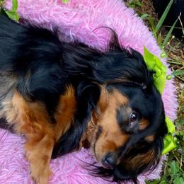 Bernedoodles, Dachshunds, and Poodles from Chocolate Pet Connection