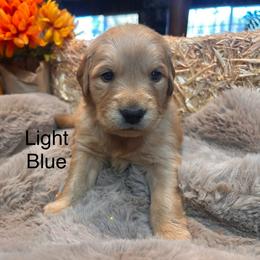 Light Blue - Golden male Golden Retriever puppy in Bonanza, Oregon from Gold 'N Dust Ranch