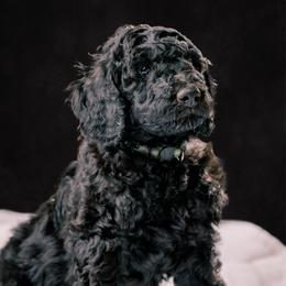 Theodore - Blue male Poodle puppy in Shoreline, Washington from Fluffy Poodles