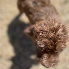 Aussiedoodle, Poodle, and Saint Berdoodle Puppies from Remington Kennels, LLC