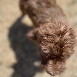 Aussiedoodle, Poodle, and Saint Berdoodle Puppies from Remington Kennels, LLC