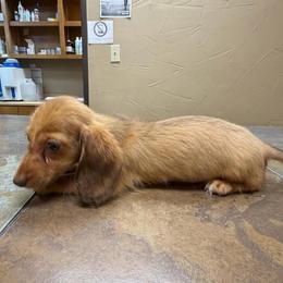 Mars - Red male Dachshund puppy in Irving, Texas from DFW Dachshunds by G & S