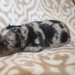 Ruby - Blue merle female Toy Australian Shepherd puppy in Licking, Missouri from Burnett Aussies