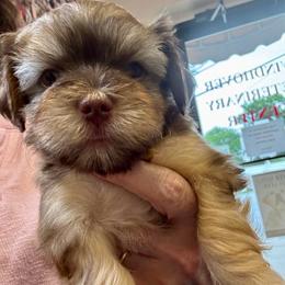 Baby boy - Red male Havanese puppy in Walpole, Massachusetts from Golden Glen Havanese