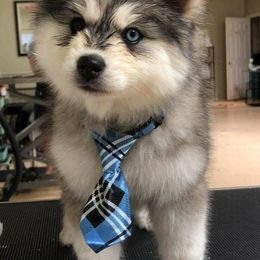 Pomskies from Blue Mountain Pomskies