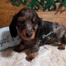 Green collar - Dapple male Dachshund puppy in Webb, Alabama from Bryant's Babies