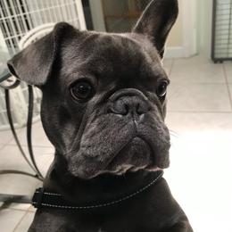 French Bulldogs from 2 J’s Frenchies