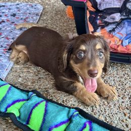 Bonnie - Chocolate and tan female Dachshund puppy in Franklin, Tennessee from Wendy's Weenies
