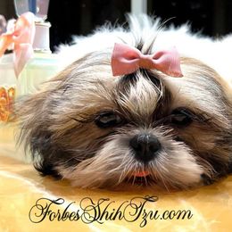 Blueberry - Shih Tzu