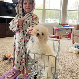 Maltipoo Puppies from Grassy Meadow Pups