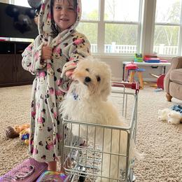 Maltipoo Puppies from Grassy Meadow Pups