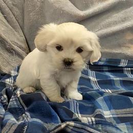 Buddy - White male Companion Cross puppy in Norman, Oklahoma from Steve's Puppies