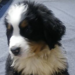Bernese Mountain Dogs from Brandywine Farms Bernese Mountain Dogs