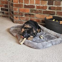 German Shepherd Puppies from Ewig Krieger Kennels