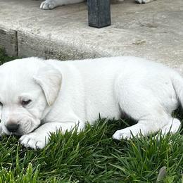 Black boy - Yellow male Labrador Retriever puppy in Eagle Point, Oregon from Stonegate Labradors
