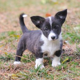 Coco - Brindle and white female American Corgi puppy in Plains, Montana from Diamond Corgis