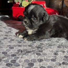 Boy 1 - Black and white male Shih Tzu puppy in Eastanollee, Georgia from G & J Shih Tzu