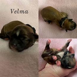 Velma - Red gold female Lhasa Apso puppy in Cincinnati, Ohio from Shangri-La Lhasa Apsos