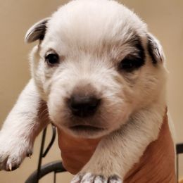 Eye patch - Blue mottled male Australian Cattle Dog puppy in Lenoir, North Carolina from Blue Coyote Ranch