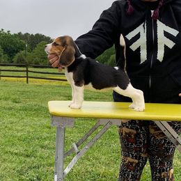 Beagle Puppies from Knockhill Beagles