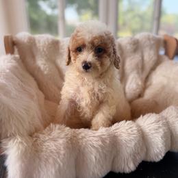 Funnel cake - Parti female Goldendoodle puppy in North Royalton, Ohio from Johnson's Doodles