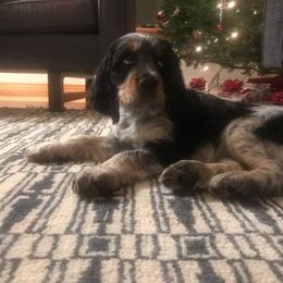 English Springer Spaniel Puppies from Rocky Mountain Springer Spaniels