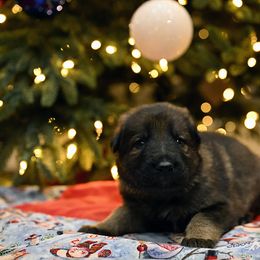 German Shepherd Puppies from Little Bear German Shepherds