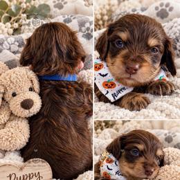 Mr. Blue-2600 - Chocolate and cream male Dachshund puppy in Sparr, Florida from From the Heart Doxies