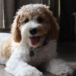 Cavalier King Charles Spaniel and Cavapoo All Grown Up from Golden Hour Cavapoos