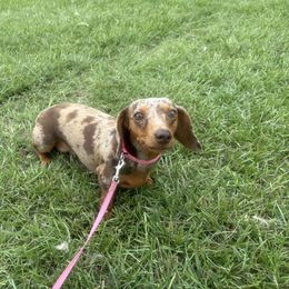 Chevelle - Dachshund