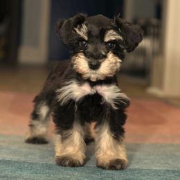 Sir Edward - Black and silver Miniature Schnauzer puppy in New Orleans, Louisiana from R3 Schnauzers