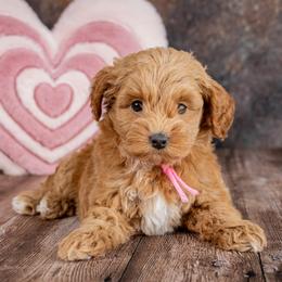 Aurora - Red  female Goldendoodle puppy in Connersville, Indiana from Deaz Doodle Ranch