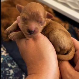 Reef - Red male Cavapoo puppy in Van Alstyne, Texas from Home Grown Puppies