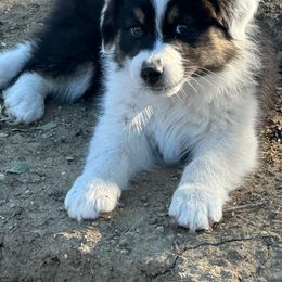 Liberty: Little Miss Personality - Black tri-color female Australian Shepherd puppy in Tehachapi, California from Boundless Joy Aussies